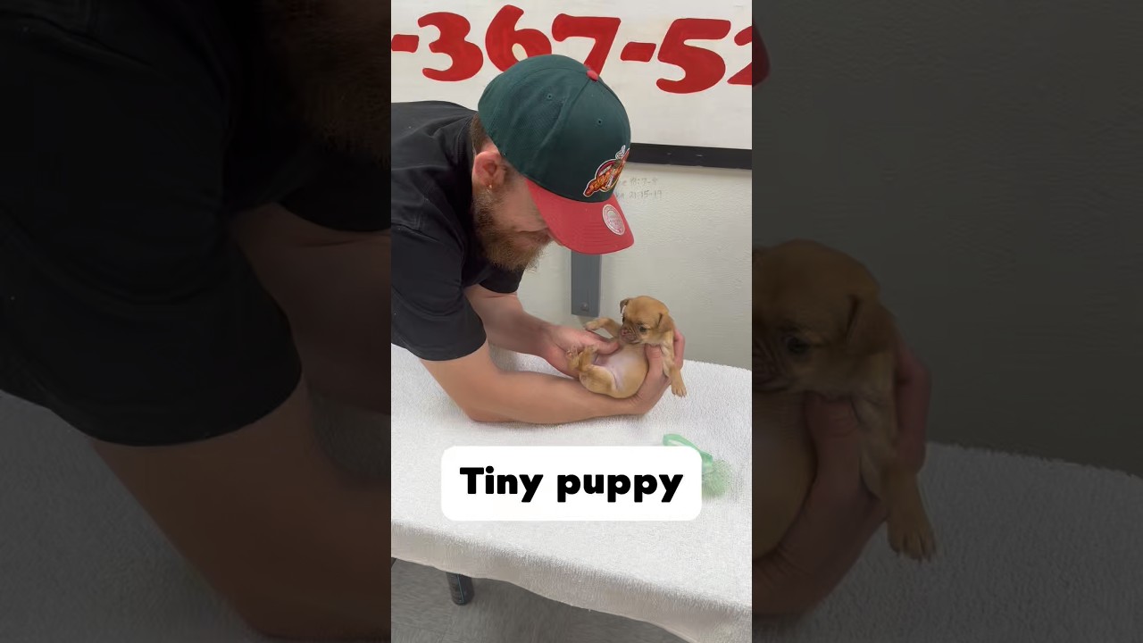 Tiniest little puppy ❤️ #puppy #puppies #puppylove  #doggroomer  #dogbath #pug