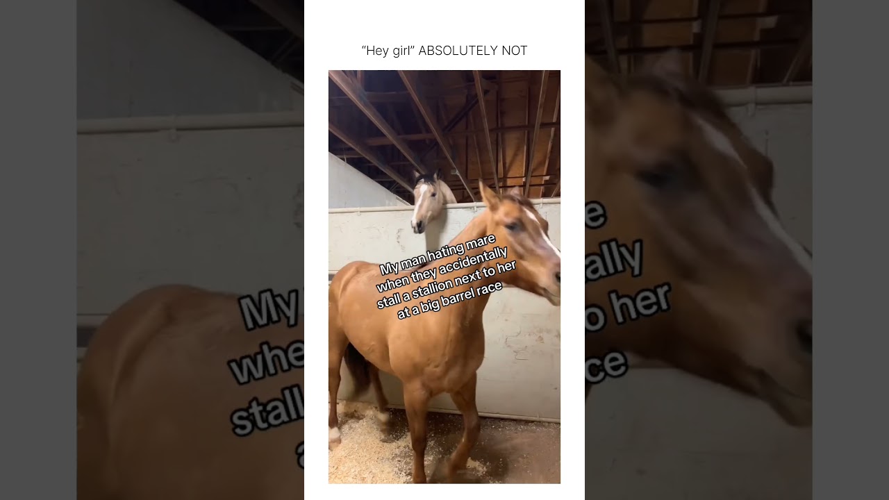 Her little scream like she was appalled at his audacity is so relatable - Published by Pet Portrait Official