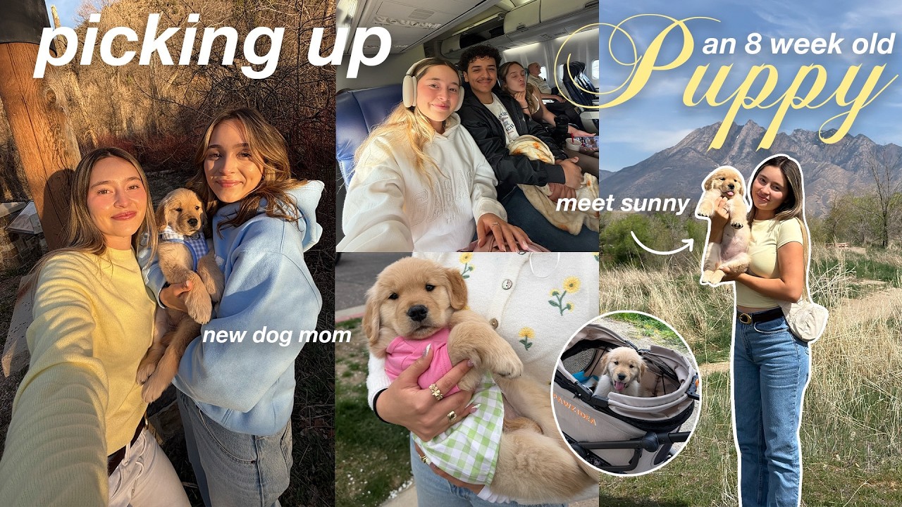 we flew 6 hours to pick up a golden retriever puppy | meet sunny ☀️