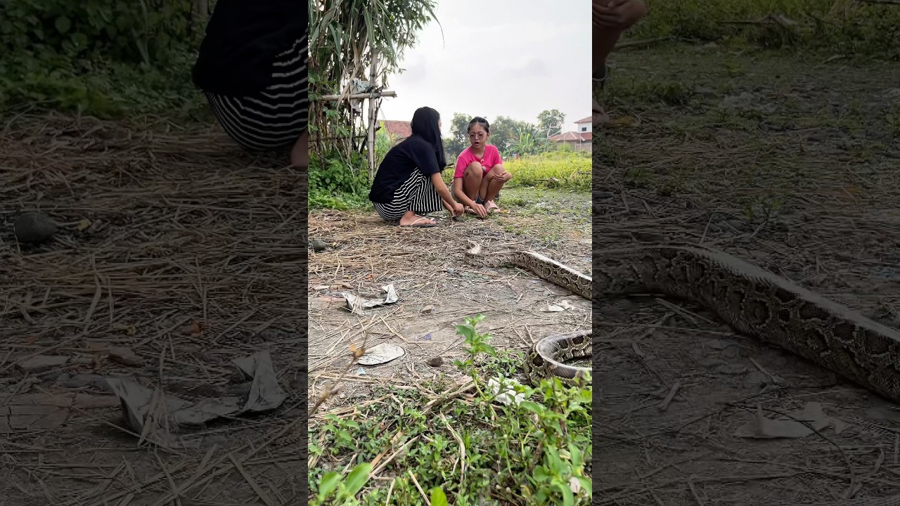 Ditinggal Ngopi, Molo Malah ‘Main’ ke Acel & Niken!  #shortvideo #shotrs #snake