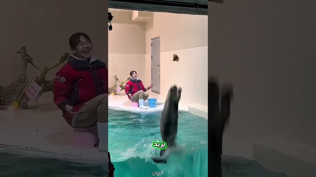 مغامرة ثعلب البحر الصغير للحصول على طعامه 🦭✨ #cat #قطط #قطط #الرمال #العلم