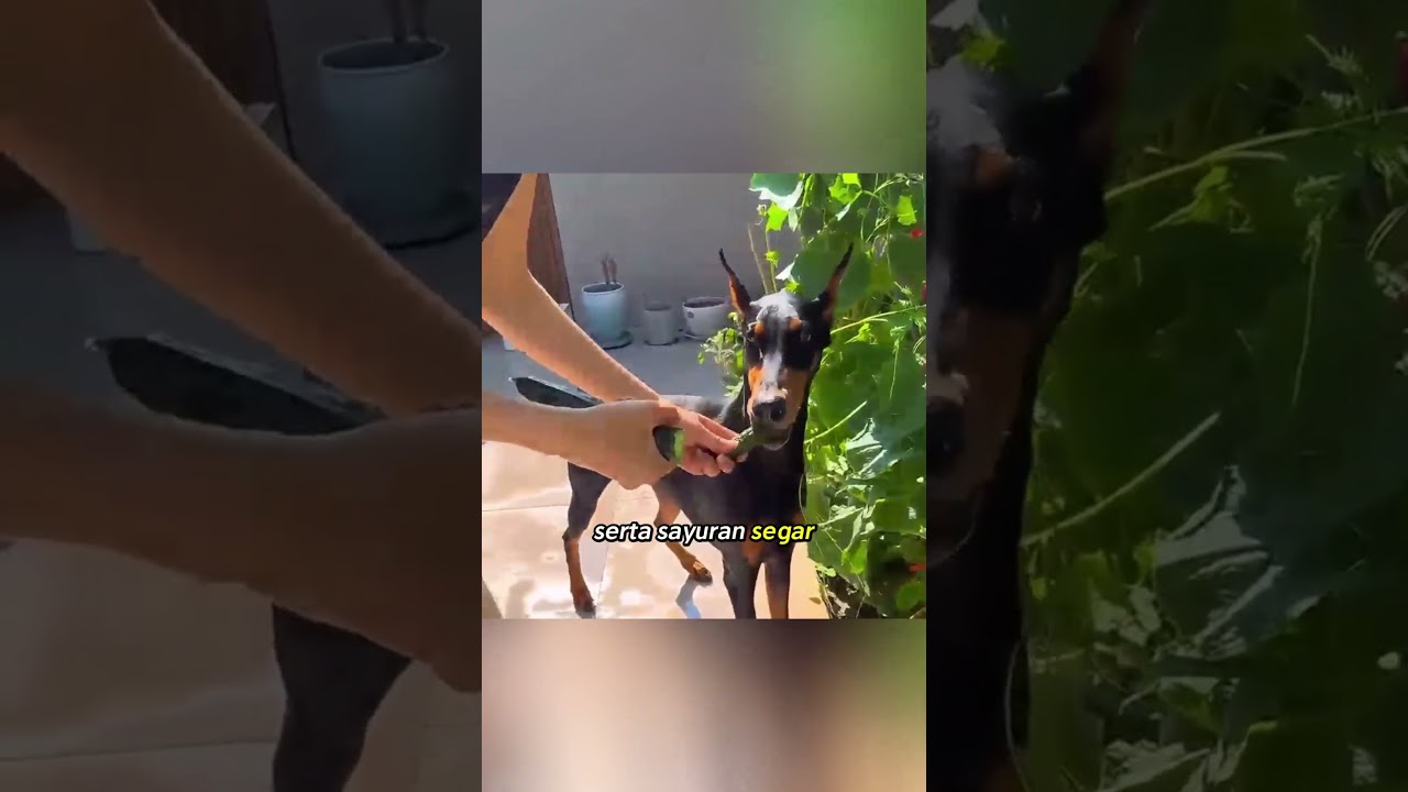 Kesetiaan Anjing yang Menyelamatkan Pemiliknya 🐶✨ #shortfeed