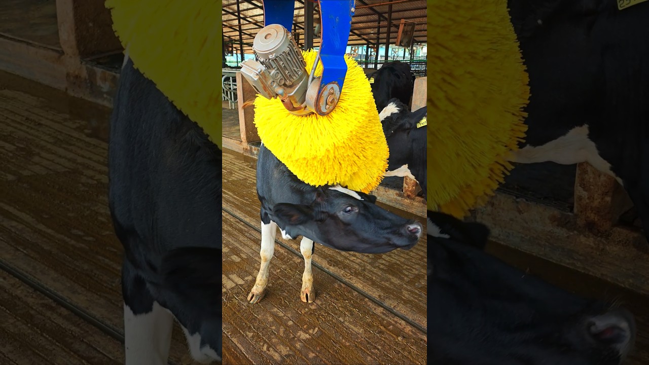 அடடா!! Happy Cows!!