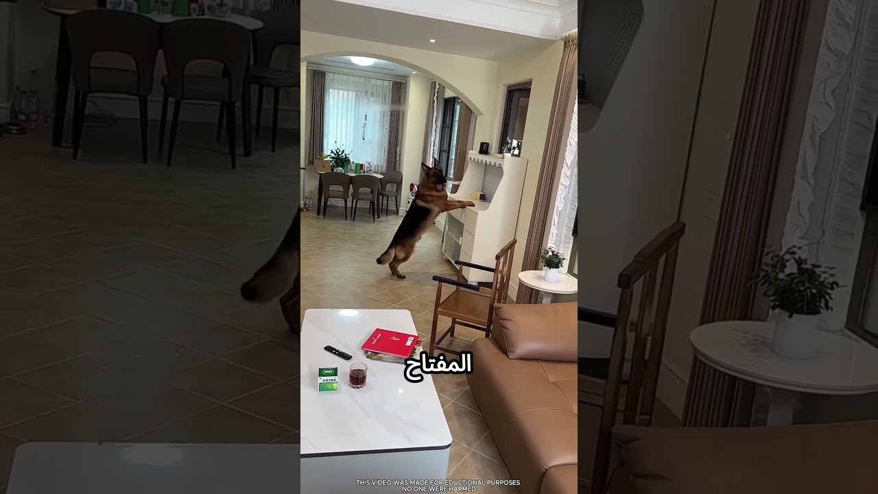 الكلب بيلاقي المفتاح بطريقة مميزة ! #viral