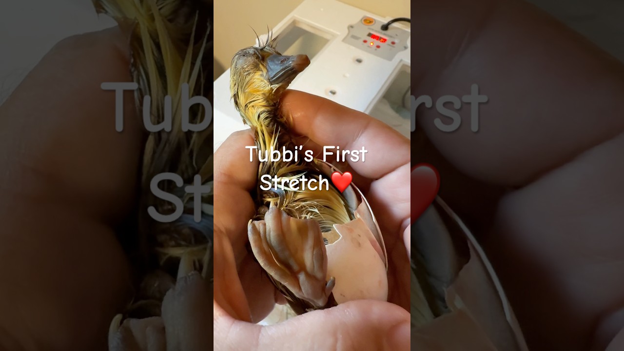 Tubbi’s egg🥚was laid in a tub😭. still having trouble accepting he’s gone🪿💔😪 #goose #cuteanimals