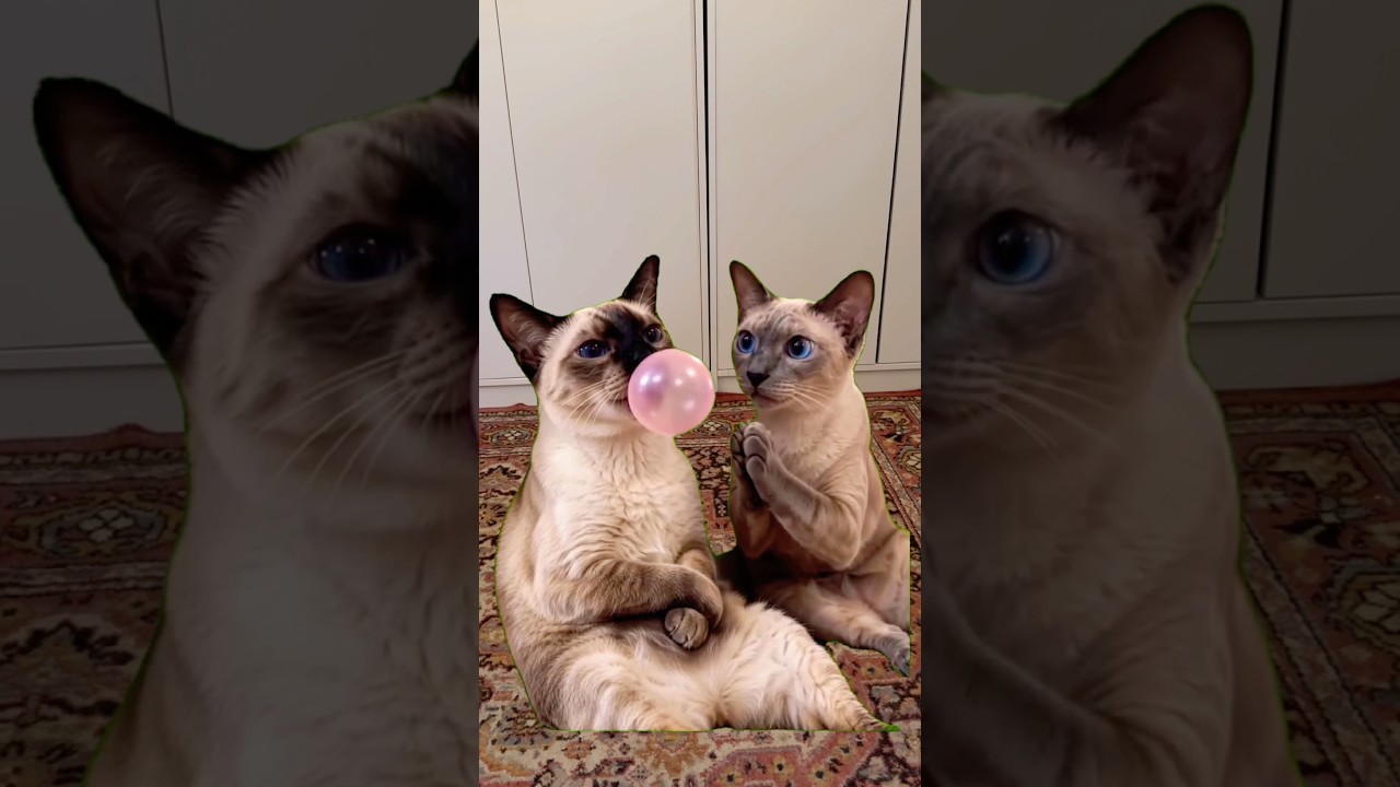 Надул 😅 #cat #милота #memes #funny #cute #прикольныекоты