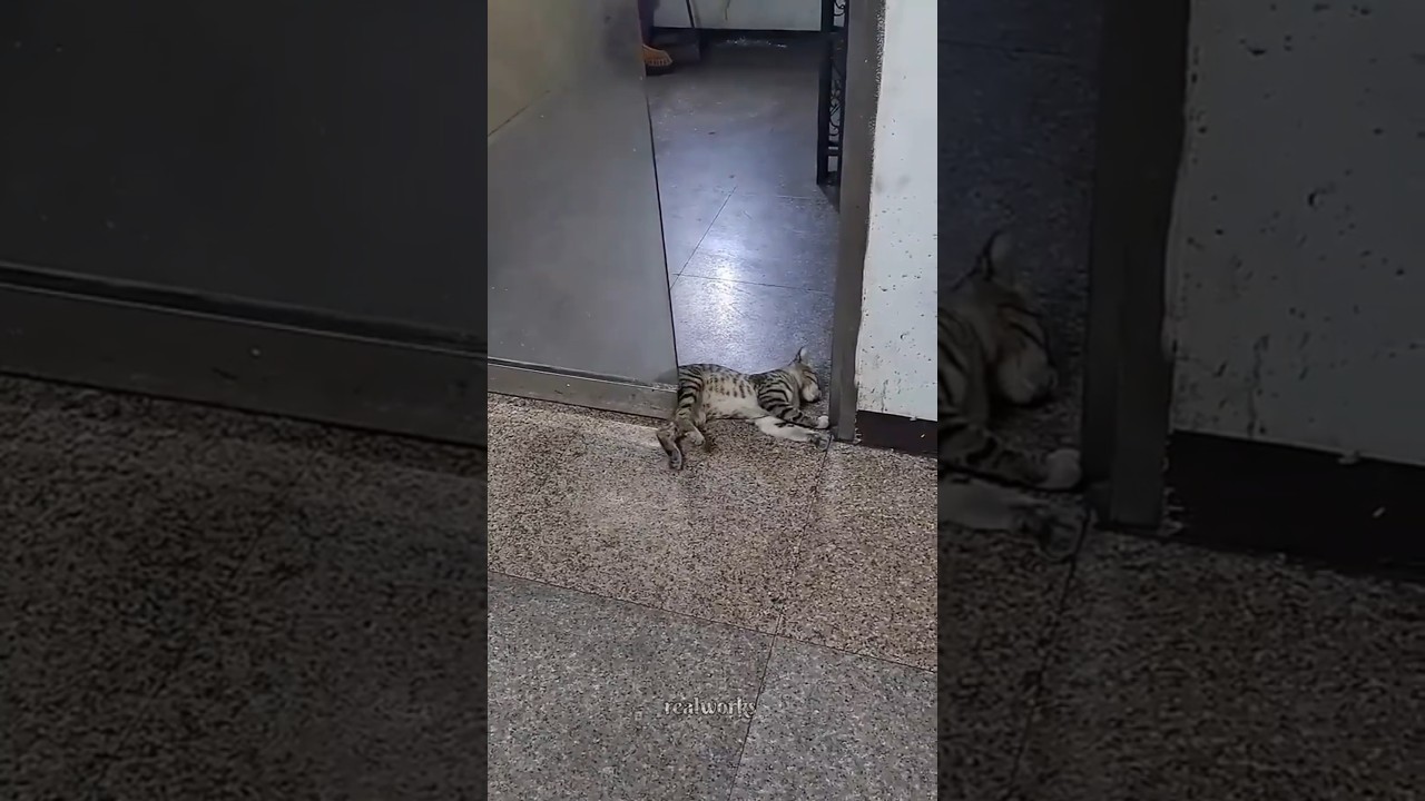 Fearless cat's ❤️‍🩹 #shorts #cat #animals