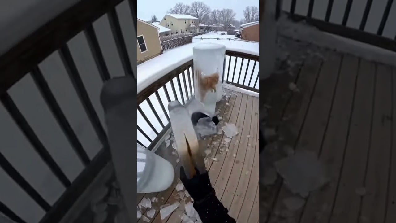 Heartwarming Winter Rescue: Freeing Adorable Pups from Ice! ❄️🐶 #Dogs #Winter #Rescue #Ice #Cute