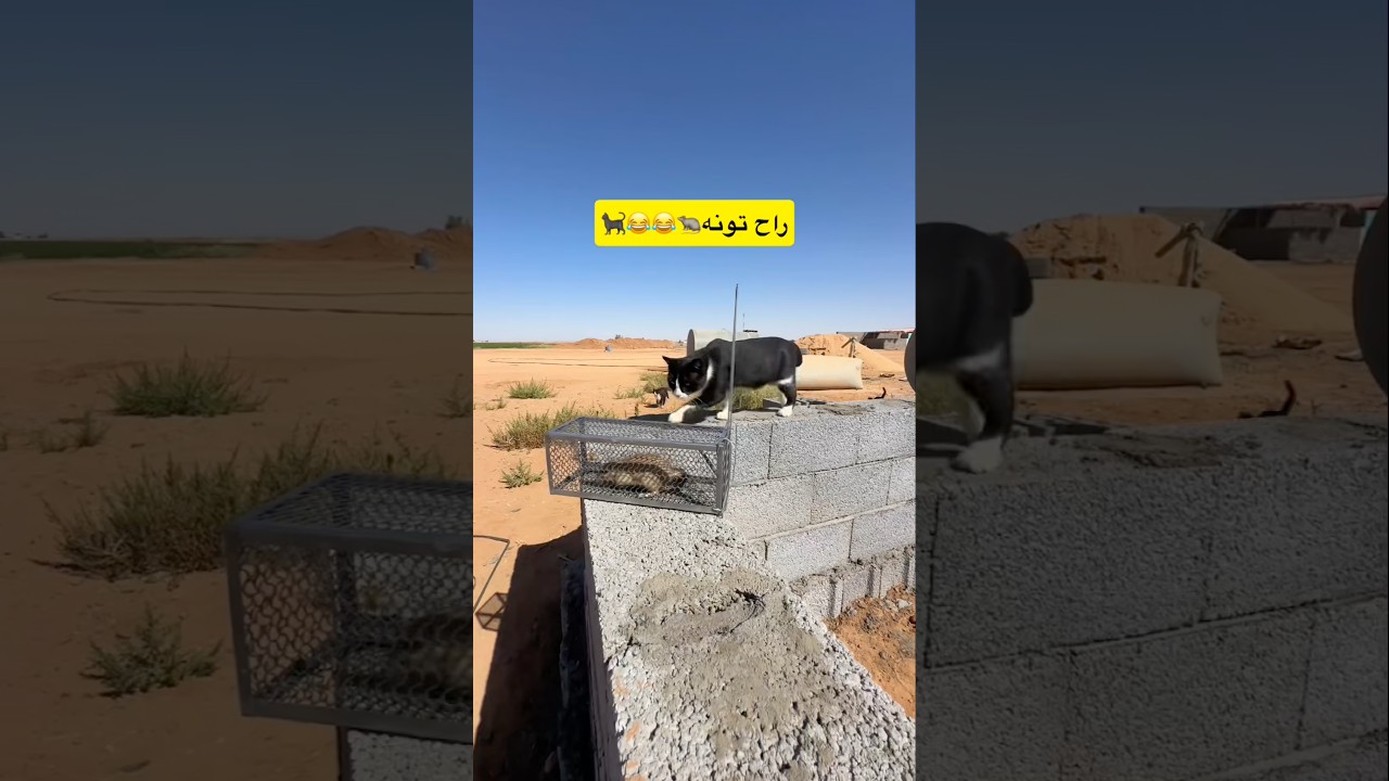 جاهزين لبو سويد الجديد🥹💔💔