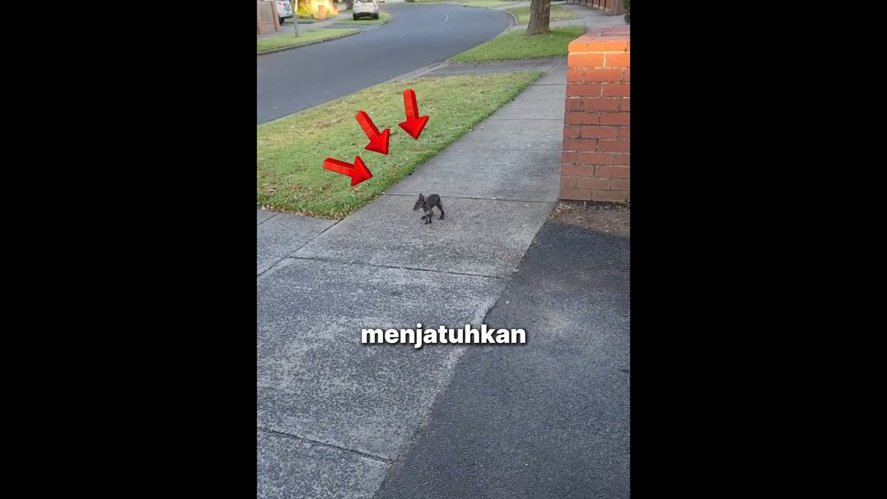 Bayi Kangguru Ini Menganggap Manusia Ayahnya 🦘❤️