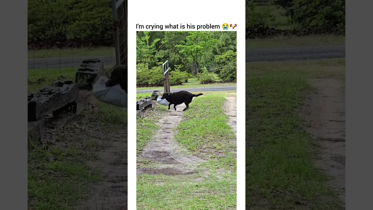 Ramsey estimated delivery time: eventually 😭🐶 #dog #funny #petshub #dogshorts #dogofyoutube