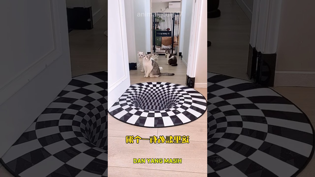 Siapakah yang berhasil melewati lubang di karpet?? #shorts #kucing