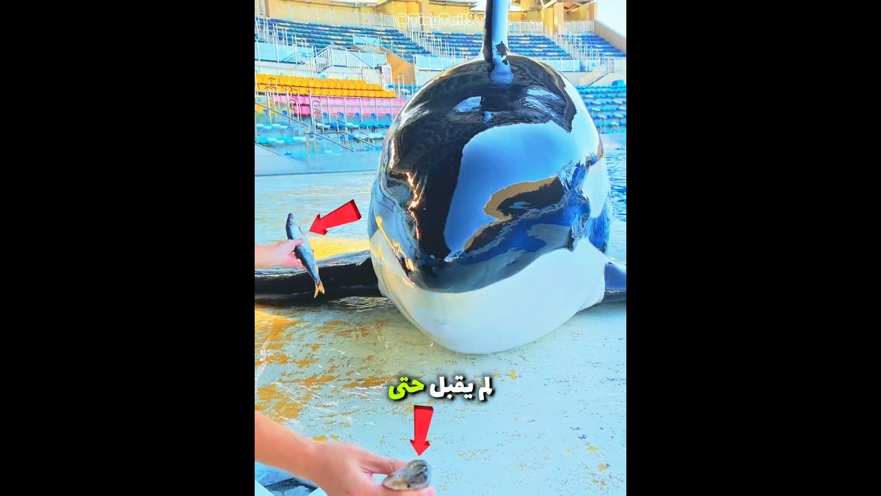 الحوت كان يريد كل السمك 🐋