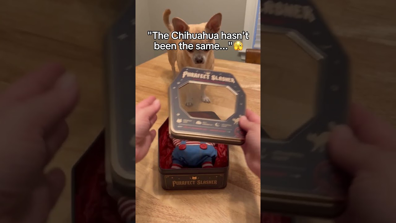 DON'T show this to a dog mom... or dad!