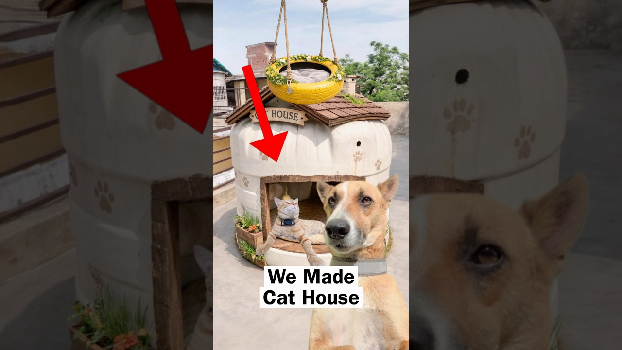 We Made Cat House  #diy #house