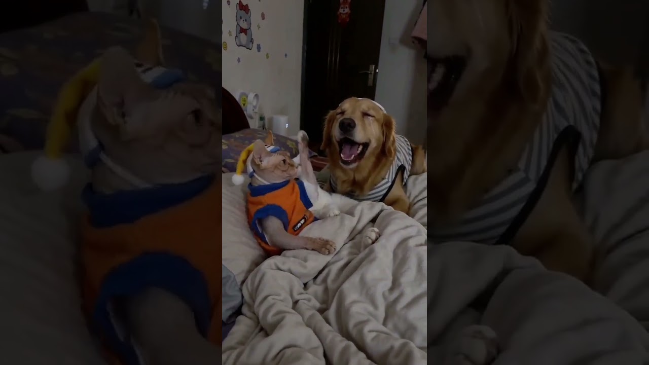 Коты всегда найдут выход, план Б сработал чётко