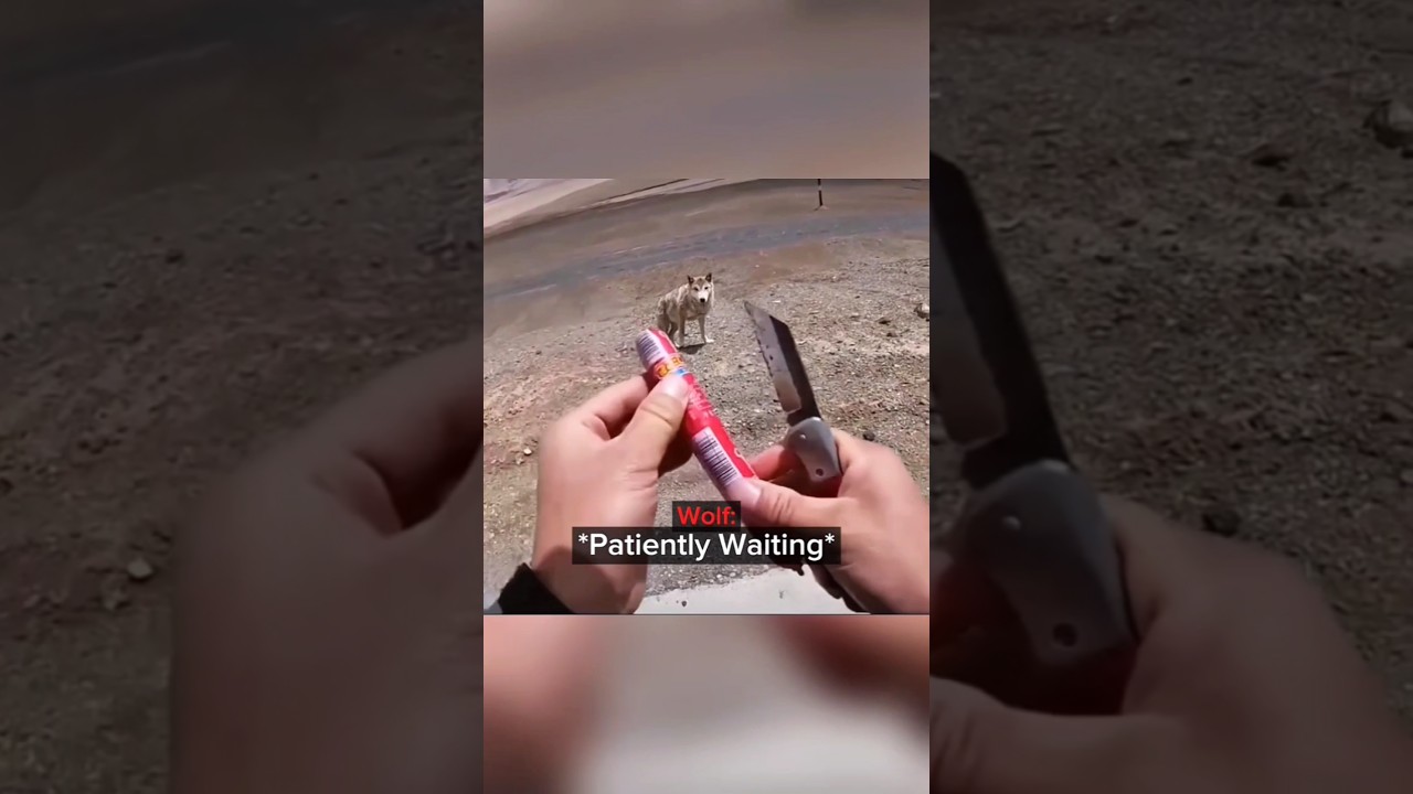 Two bikers feed a STARVING gray wolf on the roadside