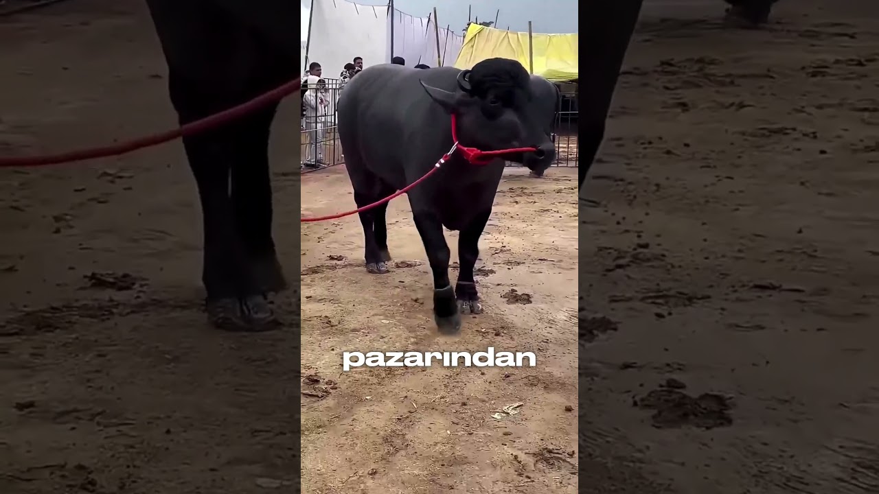 3 Araba Parasına Manda Alır Mısın?😨