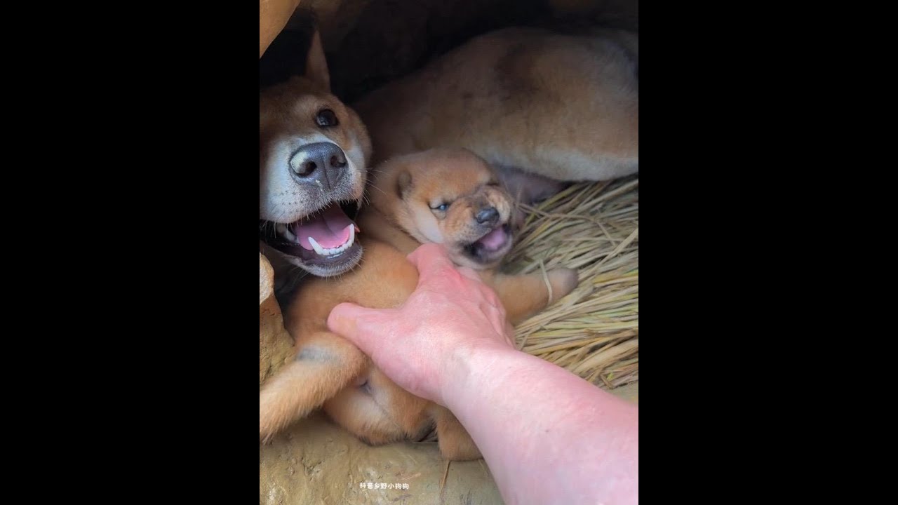 Ferocious, really fun, little milk dog, pastoral dog, Chinese pastoral dog puppy