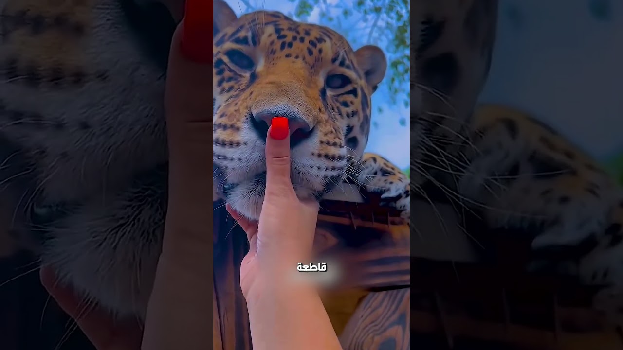 النمر بقا تخين🐯