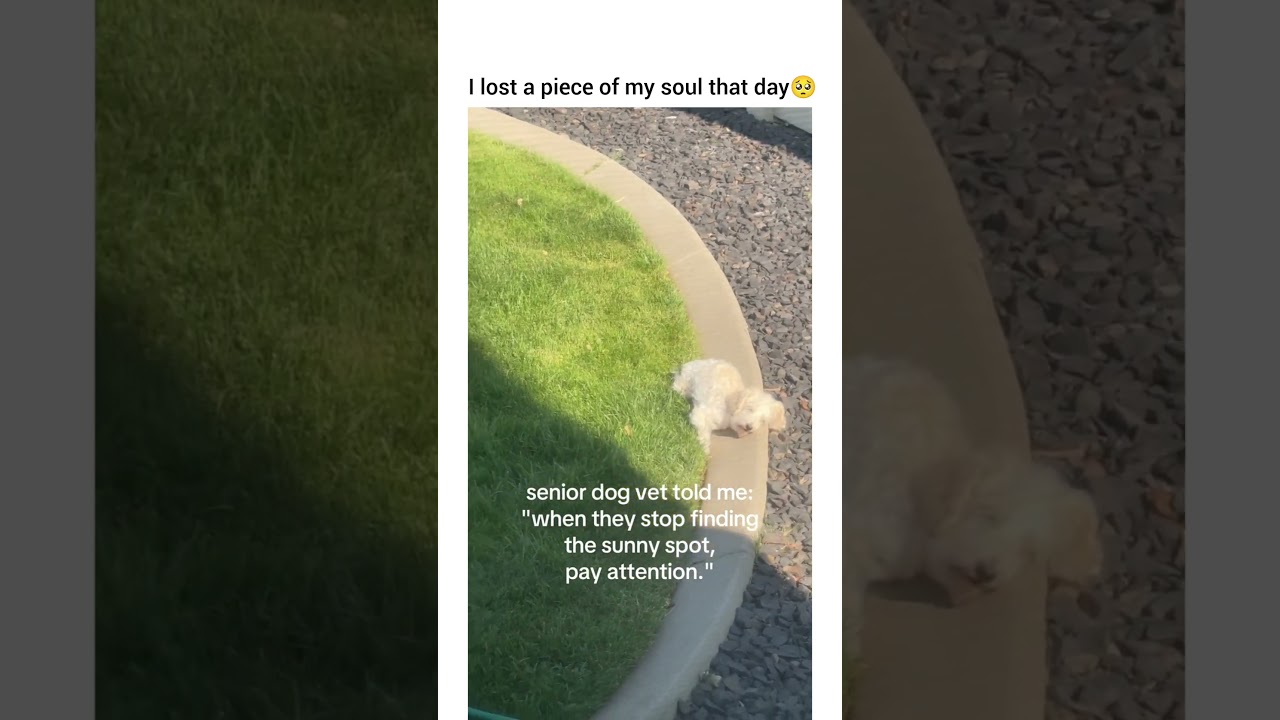 Come back to me smelling like a fresh hot baked Frito bag🥺 #dog #dogshorts #dogvideos