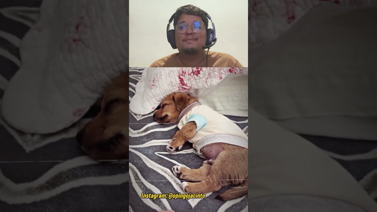 OLHA QUE FOFO MANO!! #familia #cachorro #pets #youtubeshorts #shorts