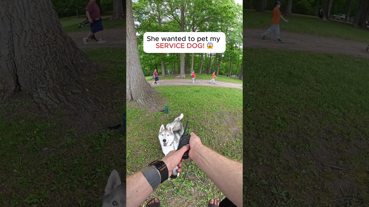 Comment “help” if you want your dog to be like Neeko! 🐕 #dogshorts