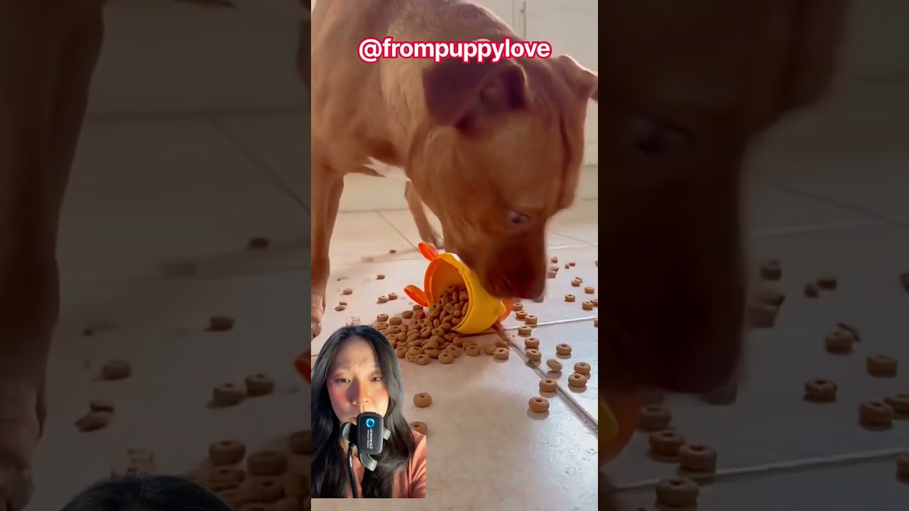 Makanan guguk dari bebek⁉️🫣🤩@frompuppylove