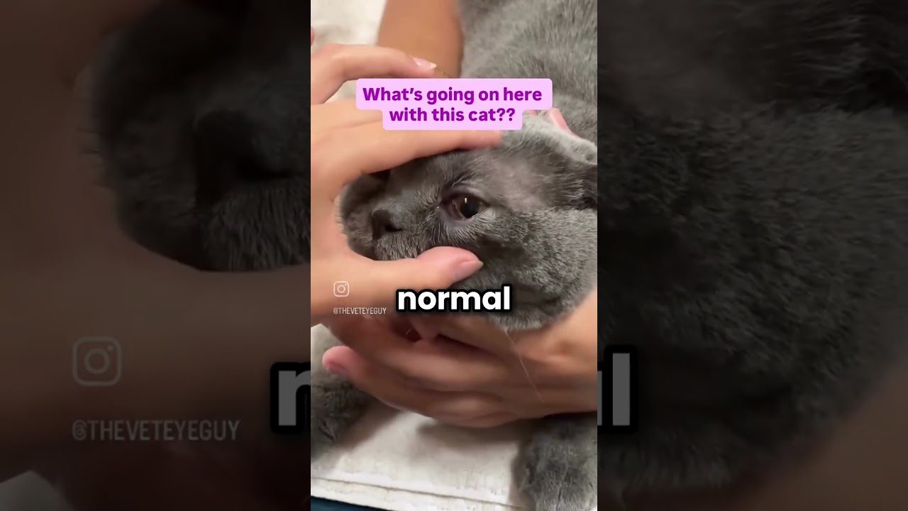 The cat was lucky