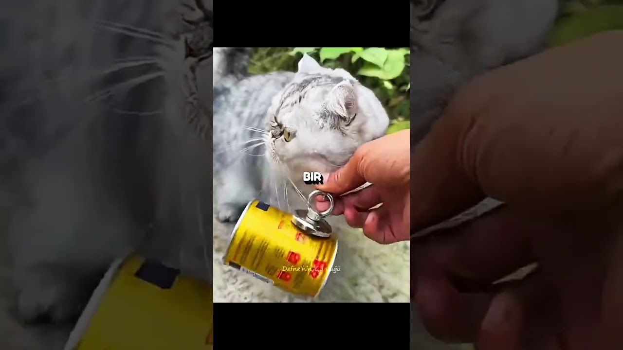 Bu Kedi Eve Beklenmedik Yabancılar Getirdi 🐈🧲❤️