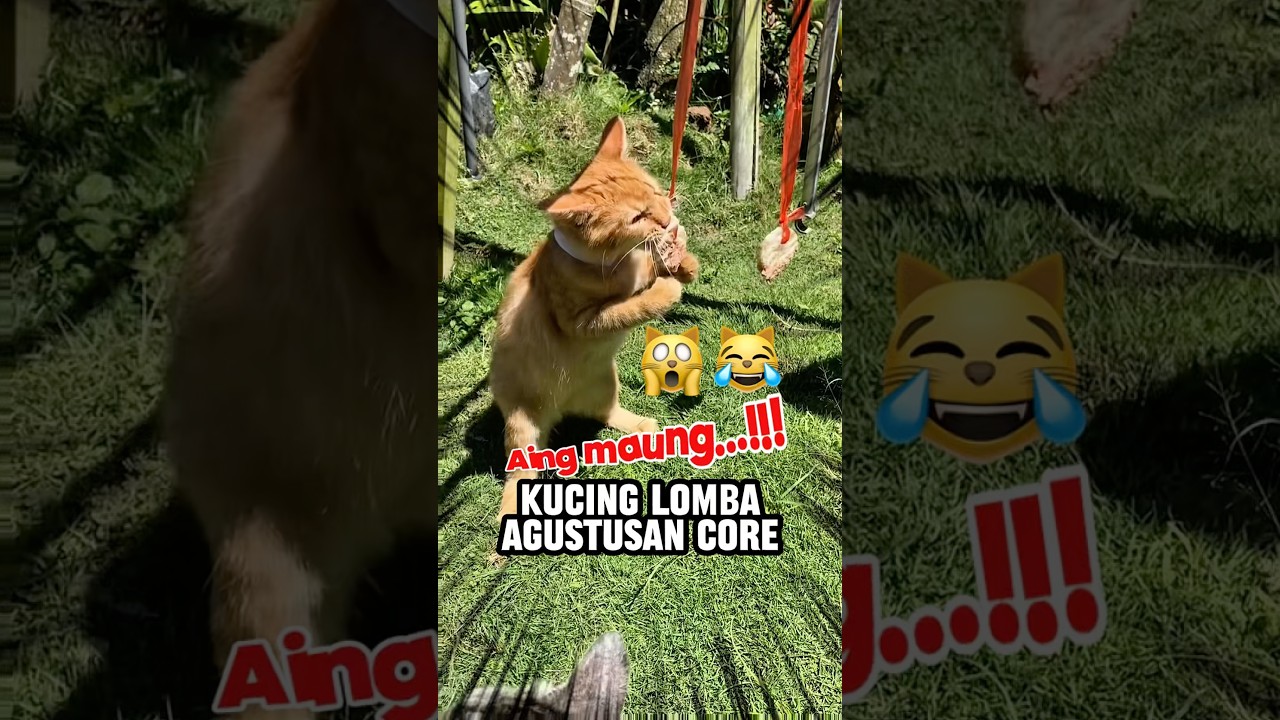 Kucing lomba agustusan core 😹