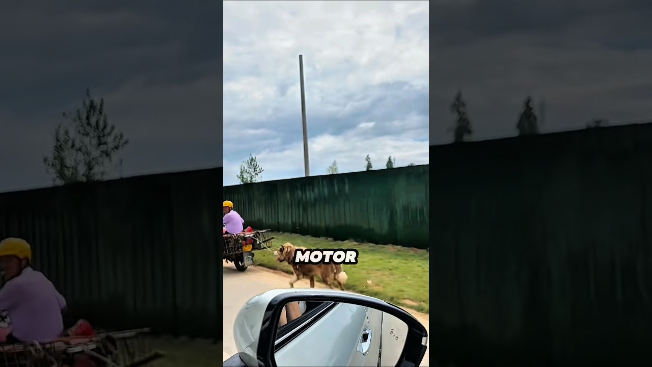 Orang ini melihat anjing yang kasihan lalu membelinya untuk di selamatkan ❤️
