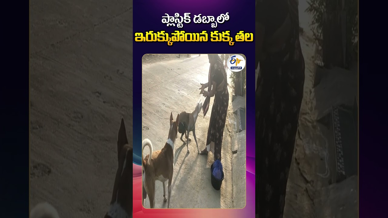 Dog Struggles in Badvel  ! Head Stuck in Plastic Box