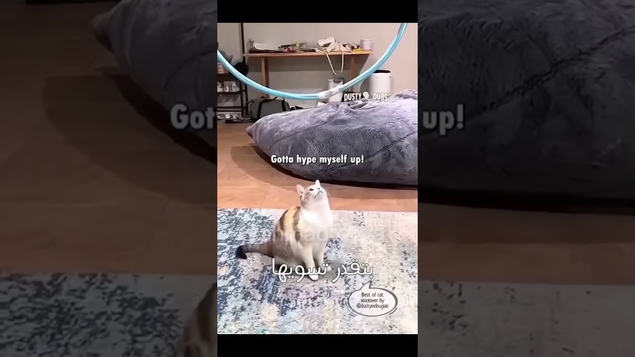 يع 🤣🤣 #cat #كوميديات #هتضحك #اكسبلور #قطط #funny