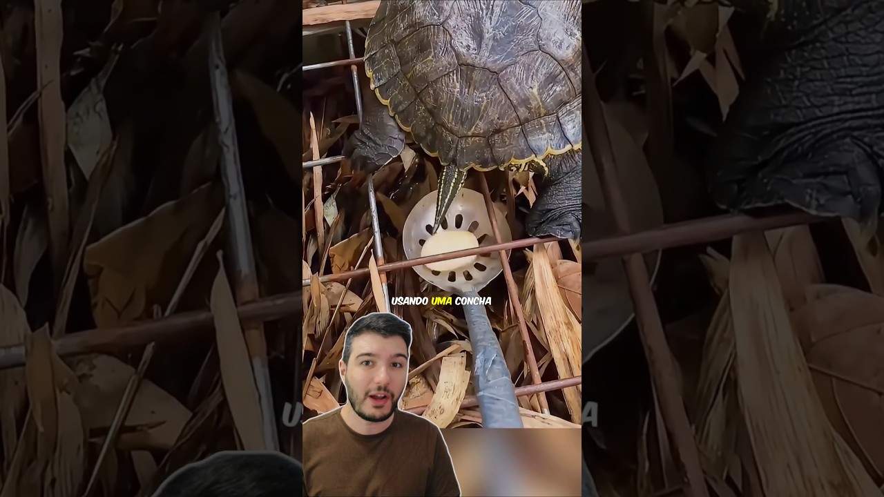 Ela ROUBOU o Ovo da TARTARUGA Dela! 🐢🤣