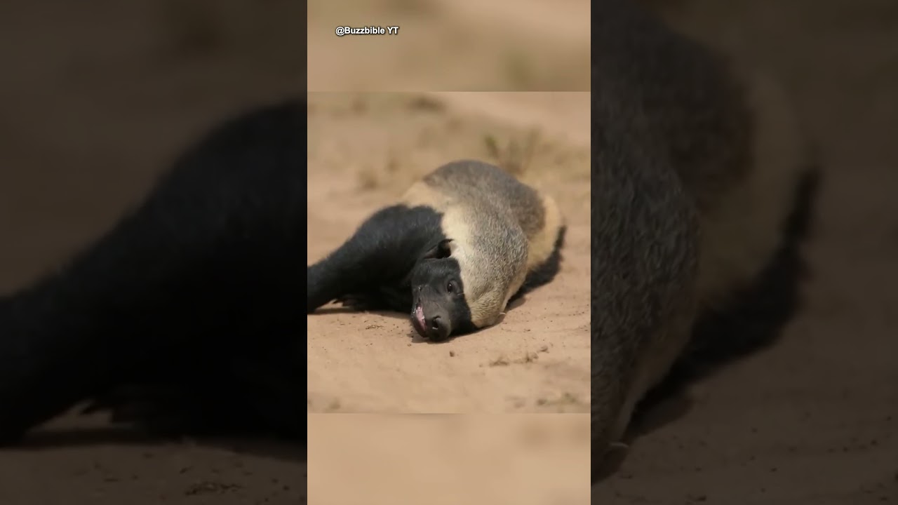 الحيوان الذي لا يمكن قتله 🦡💥