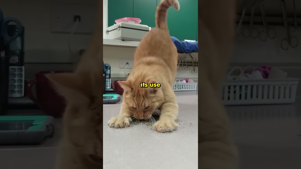Why Cats Actually Love Catnip