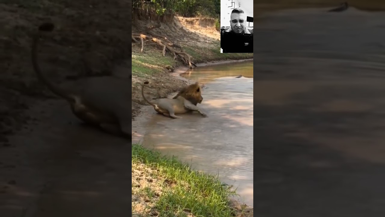 #wildlife #animals #lion #noticias #army #segurança #animals #lion #natureza