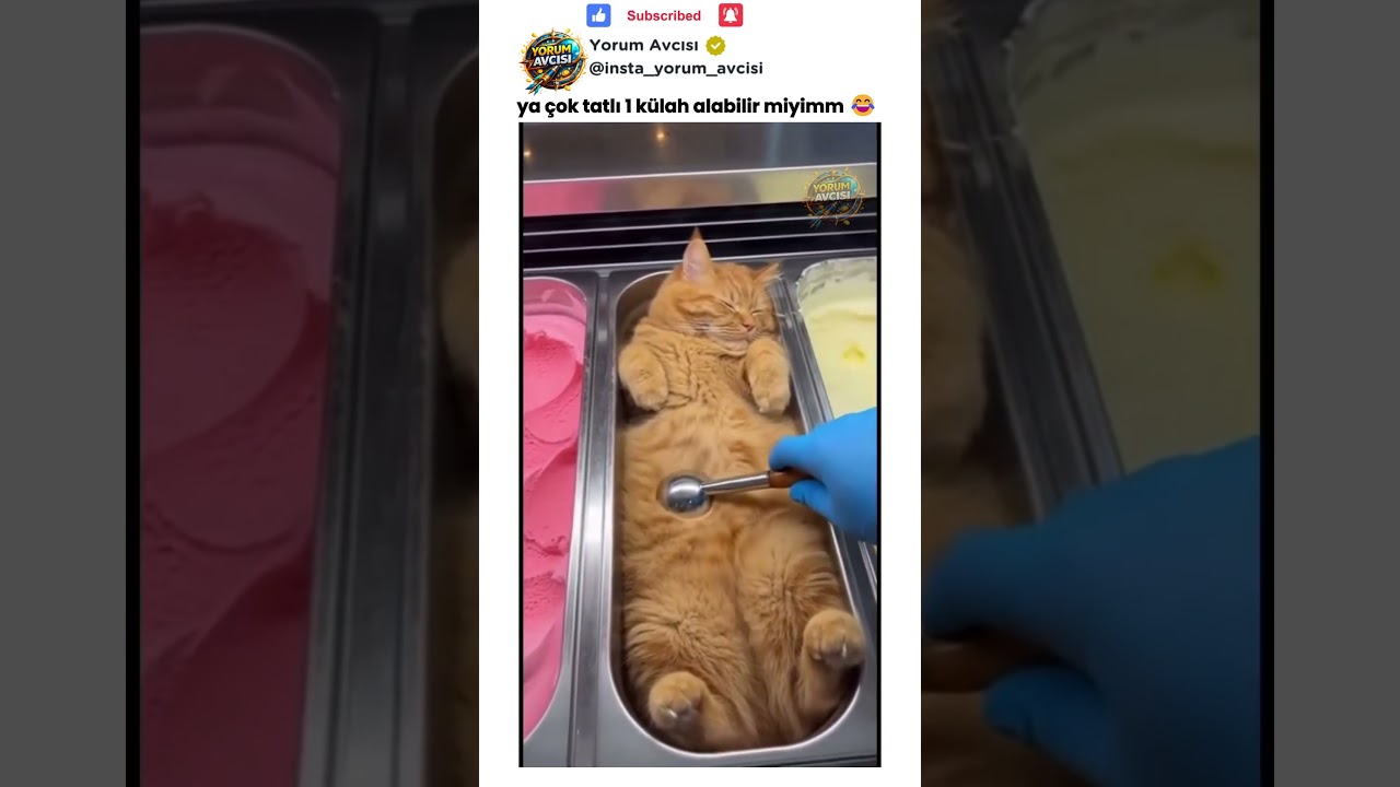 Külahta kedi sevmeyen var mı 😂 | Komik Yorumlar #komikyorumlar