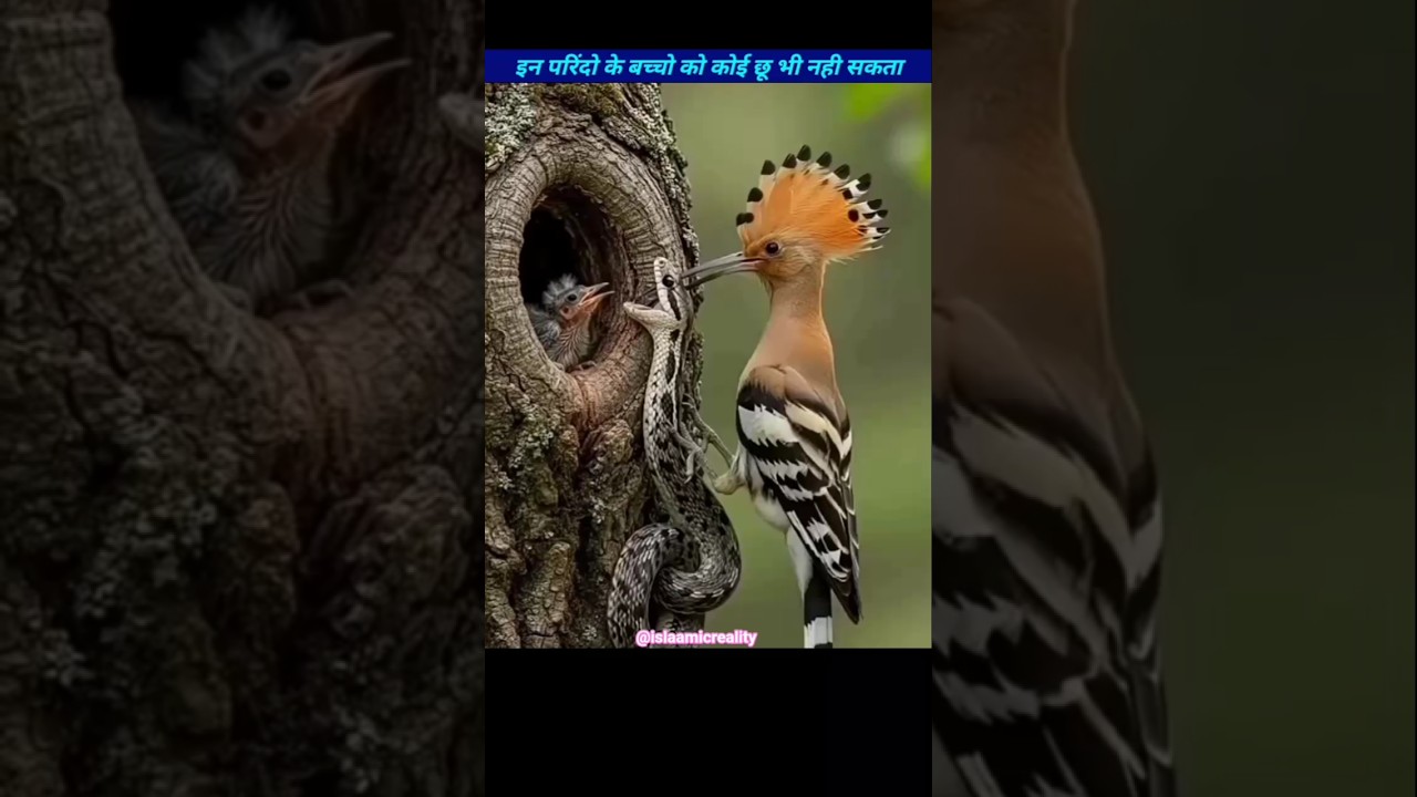 Most Saffest Animals Baby ##shorts #viral #facts #trending #youtubeshorts #islam #animals #ytshorts