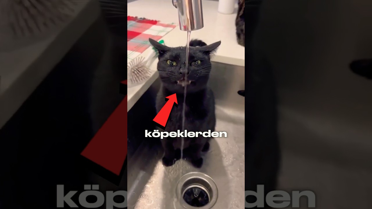 Kediyi Köpekten Daha Zeki Yapan Hareket! 😳