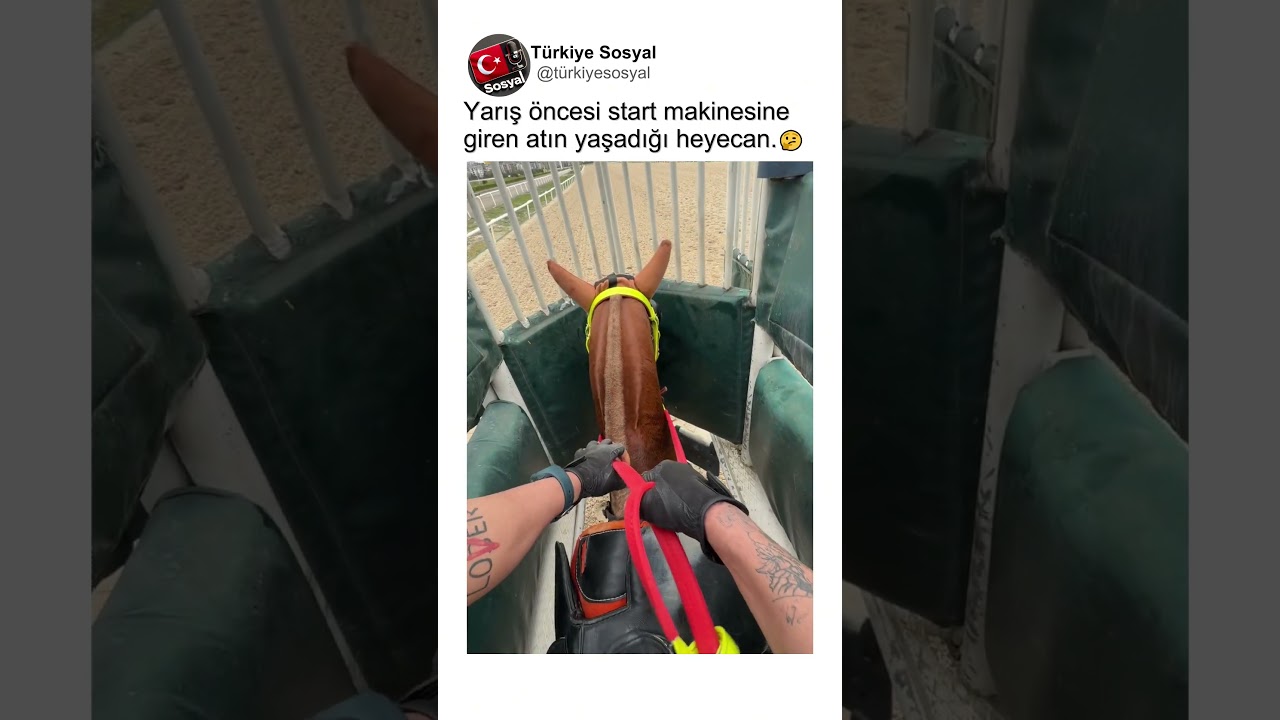 Yarıştan Önce Start Makinesine Giren Atın Yaşadığı Heyecan Jokeyin Gözünden🏇👏