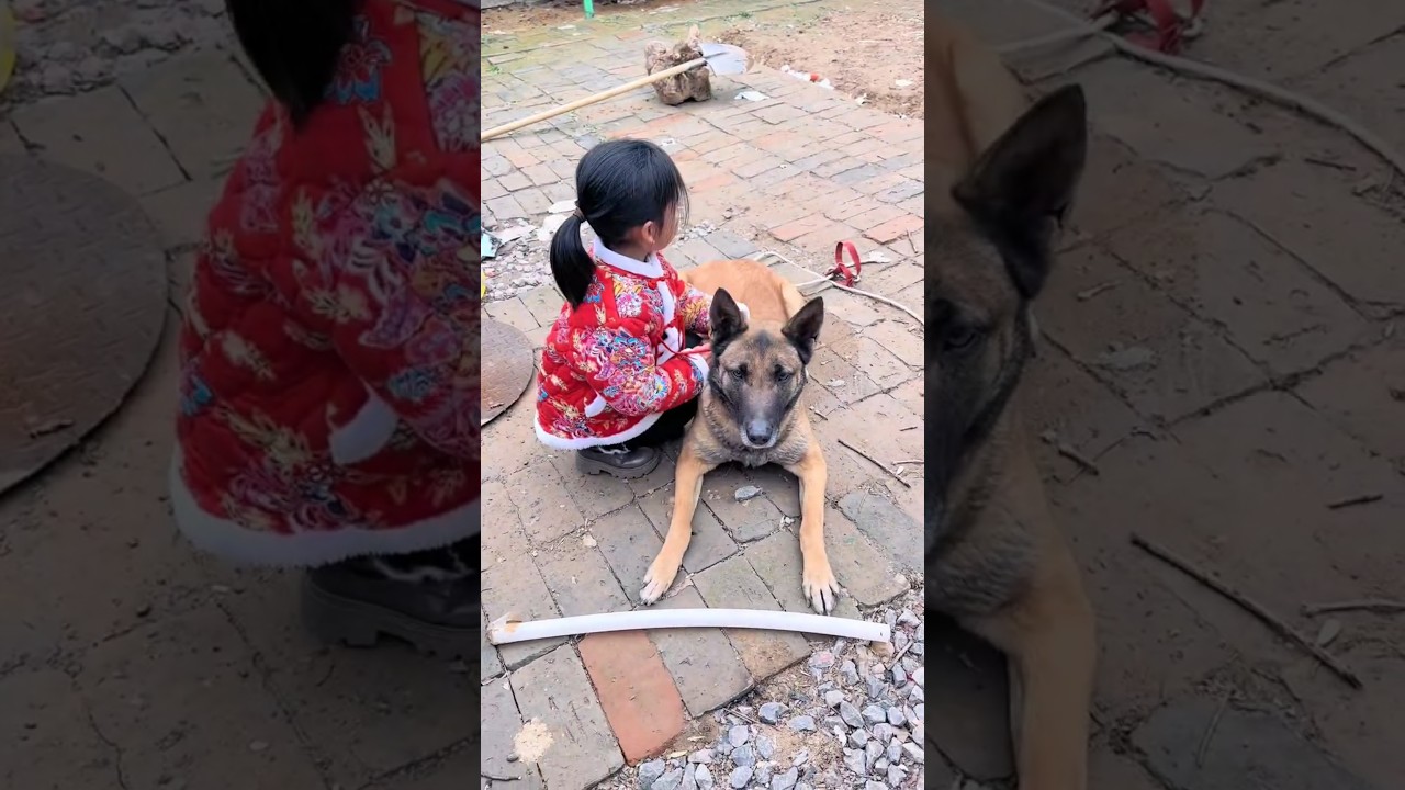 Dogs Are Truly Amazing! 🐶❤️