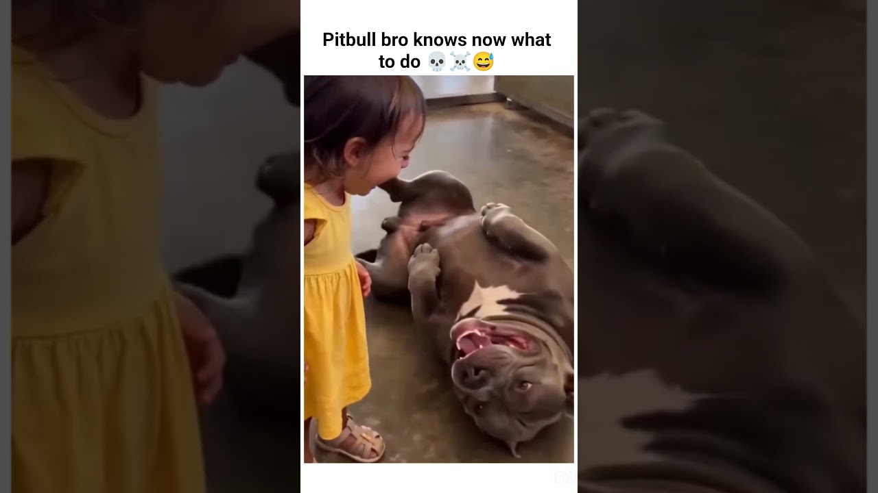 Pitbull bro knows now what to do 😅🤣💀☠️#viral #funny #memehub #yt #shorts #shortvideo #memes #pets