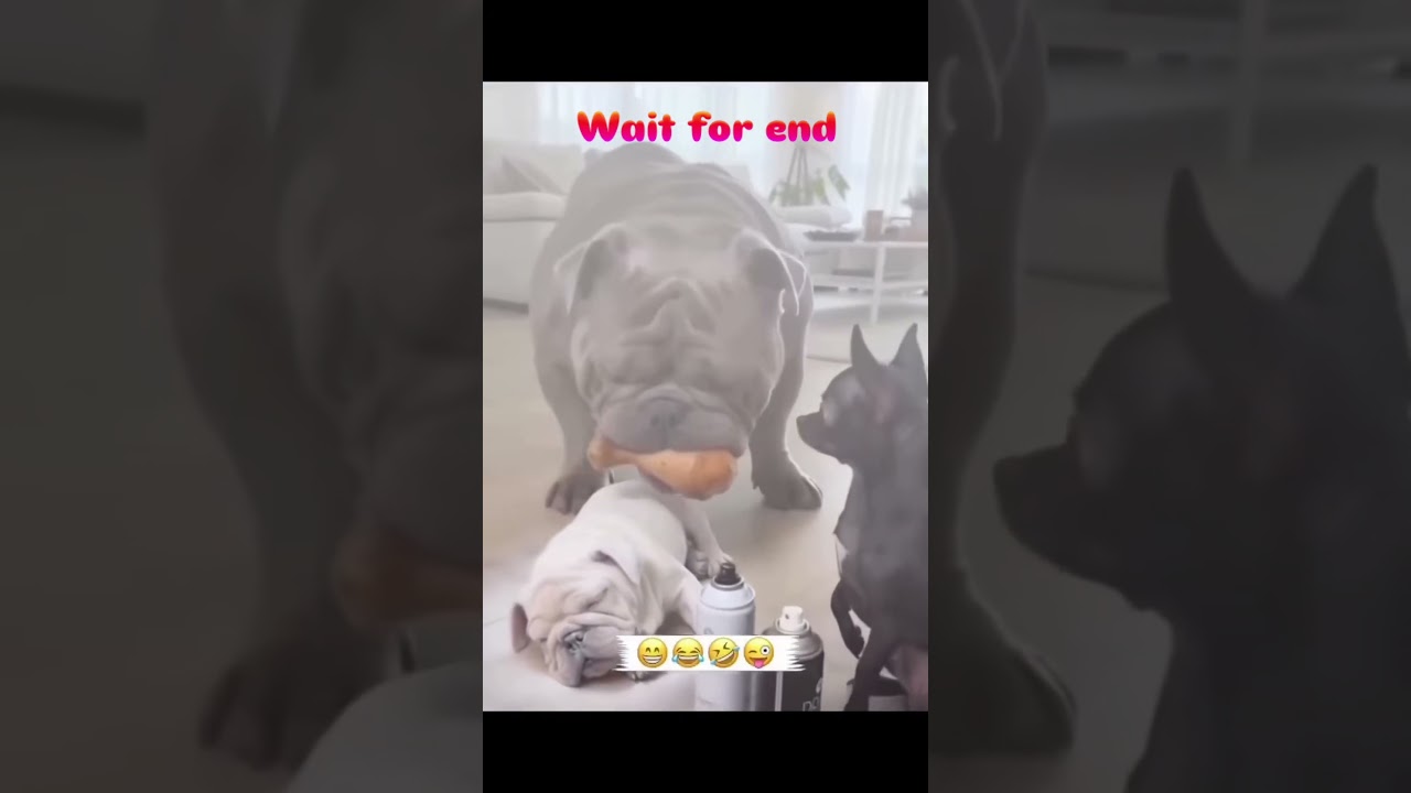 DOG VS DOG 😱 #shortvideo #shortvideo #shorts #dogshorts