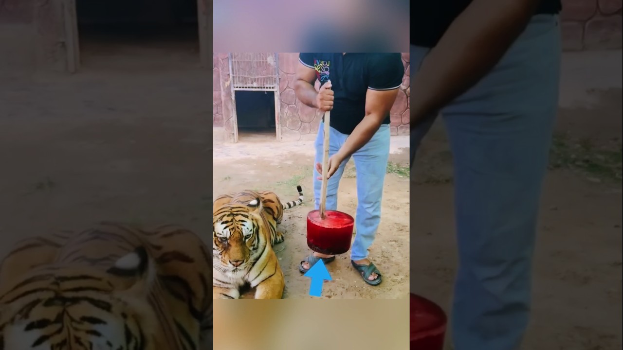 ஏன் புலிகளுக்கு இந்த icecream கொடுக்கிறார்கள் !!