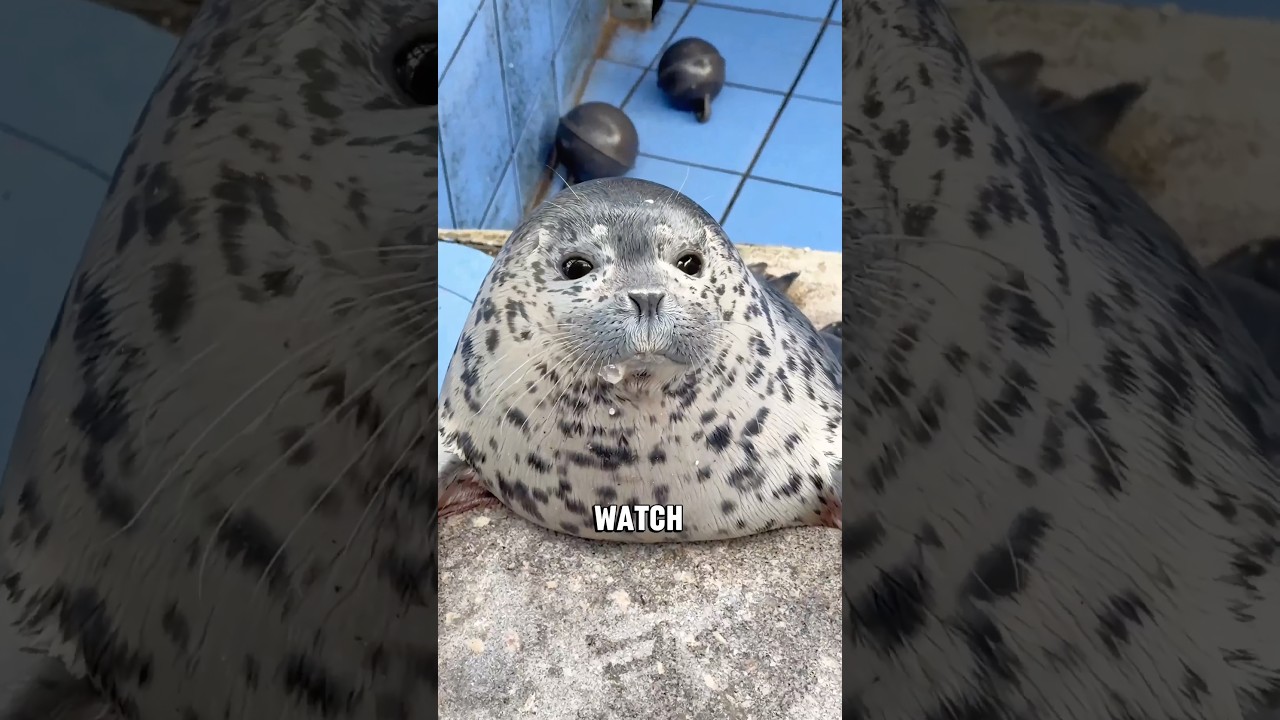 The Kind and Intelligent Seal #animals #cute #viral #shorts