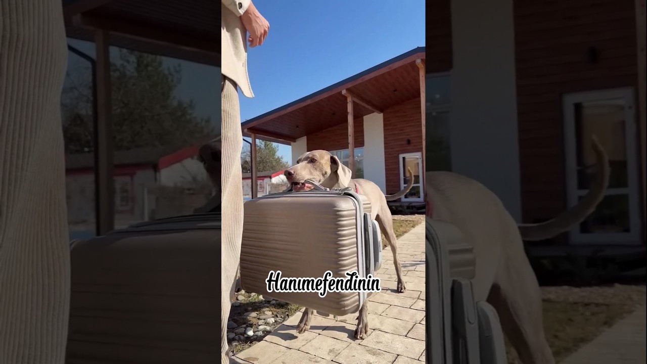 Sonu, Soni'ye yeni bir Noel ağacı hediye etti 😘😍😉 -