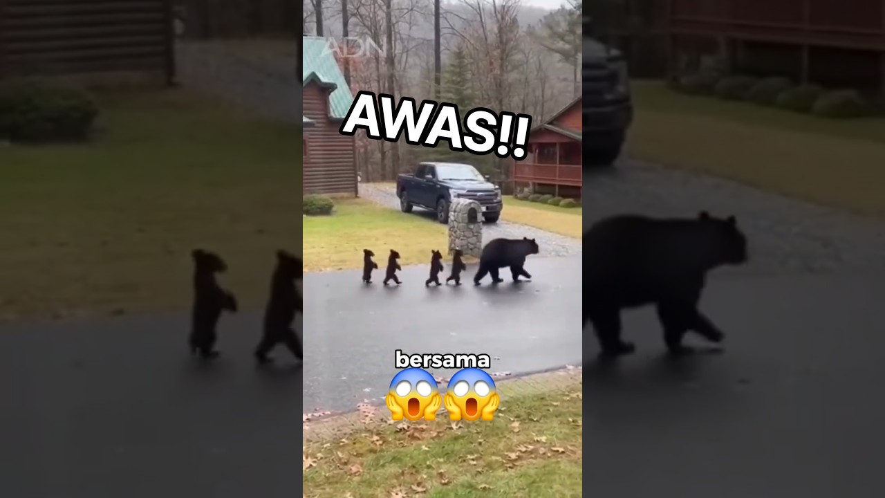 Jangan Pernah Lakukan Ini Kalau Bertemu Beruang! 🐻😨