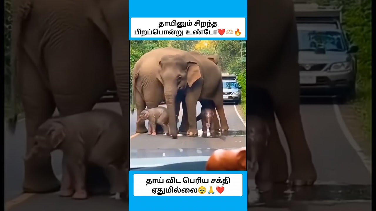 தாயினும் சிறந்த பிறப்பொன்று உண்டோ #shorts